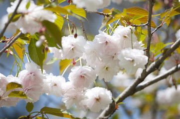 Blossom Japan tree