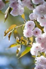 Blossom Japan cherry tree