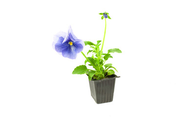 violet pansy's sprout in plastic box