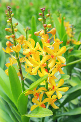 Yellow orchids