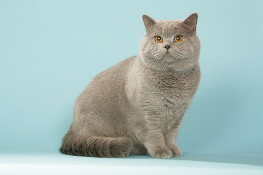british shorthair gris assis de profil aux yeux orange - solide
