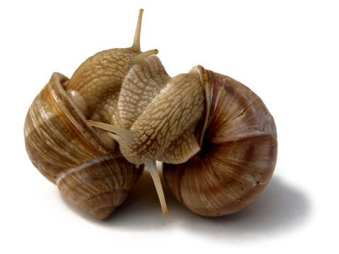 deux escargots