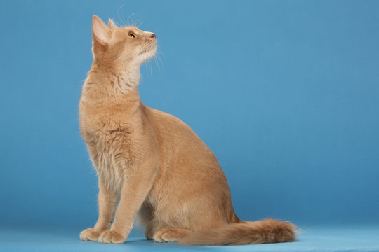 181 Meilleures Chat Assis Images Photos Et Illustrations Vectorielles Stock Adobe Stock 181 Meilleures Chat Assis Images Photos Et Illustrations Vectorielles Stock Adobe Stock