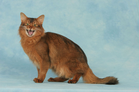 chat somali de profil en studio - attitude agressive