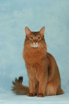 chat somali assis de face queue en panache - studio,fond bleu