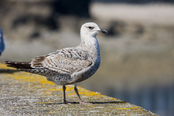 seagull standind on profile, on a wall