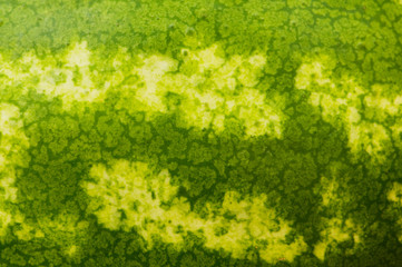 Close up - green skin of the watermelon