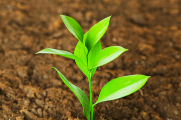 New life concept - green seedling growing out of soil
