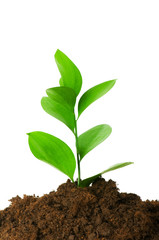 Seedlings illustrating the concept of new life