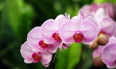 Fototapeten Blütenreihe einer Phalaenopsis-Orchidee © DianaH