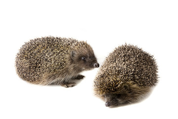 Two hedgehogs on a white background