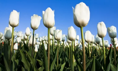Gordijnen White tulips in the countryside against a blue sky © mch67