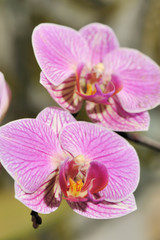 Obraz na płótnie Canvas Orchid czerwony