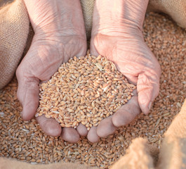 Wheat and hands of the old farmer