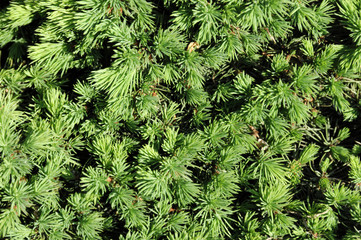 pine texture