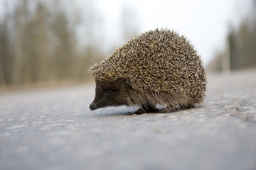 Hedgehog on the road © Miramiska