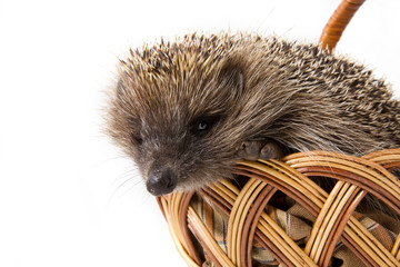 Hedgehog in a wicker basket