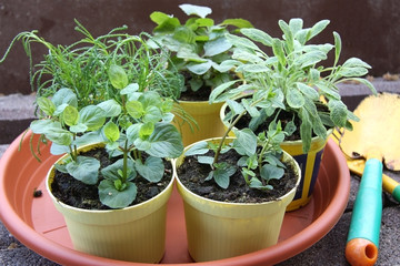 Frische Gartenkräuter