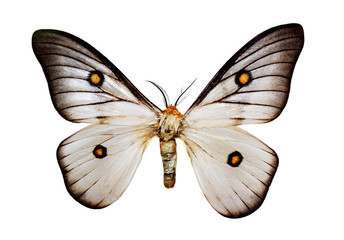 Great butterfly