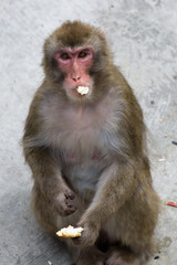 Macaca fuscata grey japanese monkey