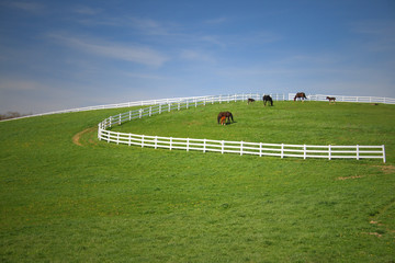Horses grazing