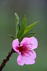 peach blossom