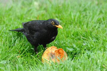 Amsel 4