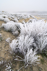 Frosty landscape