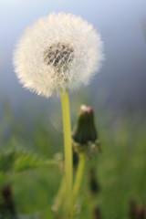 dandelion clock