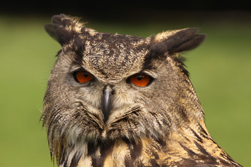 Portrait of an Eurasian Eagle Owl