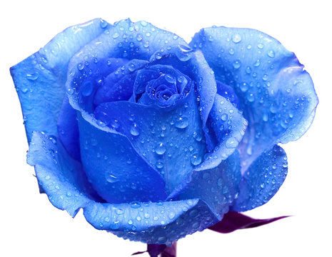 Fototapeta blue rose with water drops