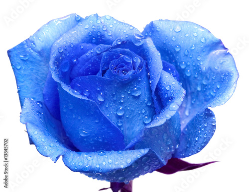 Blue Rose With Water Drops Wall Mural Wallpaper Murals Wallsheaven Viktoriia Kulish