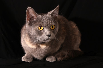 Fototapeta premium Grey cat on black background