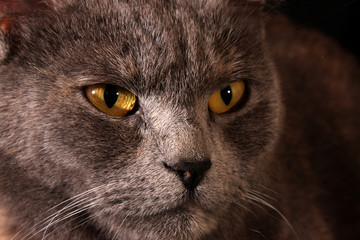 Cat portrait isolated on black background
