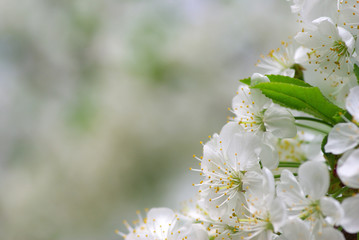 cherry