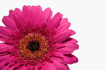 Pink gerbera isolated on white background.