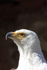 Bald Eagle portrait