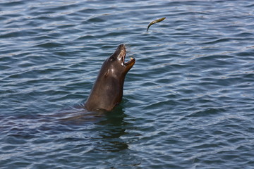 Naklejka premium Sea Lion Catching Fish