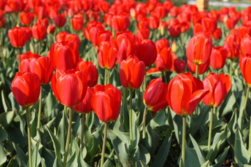 Obraz premium red tulips