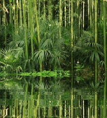 bambou au bord de l eau