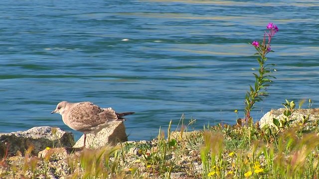 Sandstrandl&auml;ufer Calidris pusilla Yukon Kanada