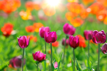 Fototapeta na wymiar Tulips in the field