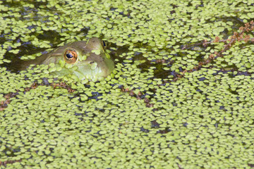 Fototapeta premium Little Frog
