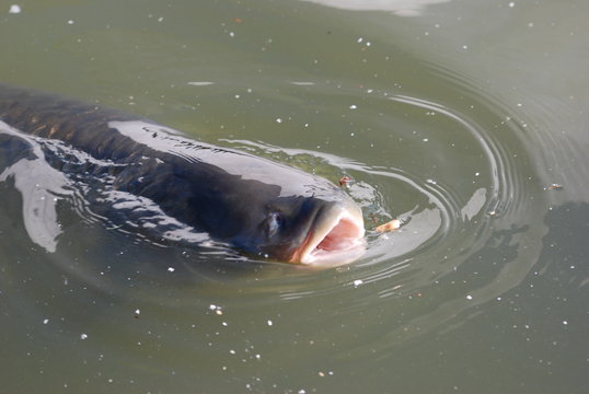 peche en eau douce