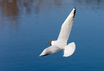 Fototapeta na wymiar Seagull over the river