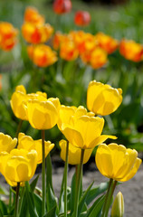 yellow tulip - Tulipa X Hybrida hort. Golden Oxford