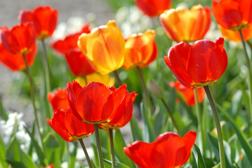 red tulip - Tulipa X Hybrida hort. Parade