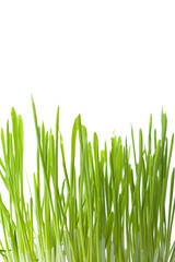 fresh green grass isolated