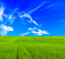 green grass blue sky
