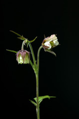 Bachnelkenwurz, Geum rivale